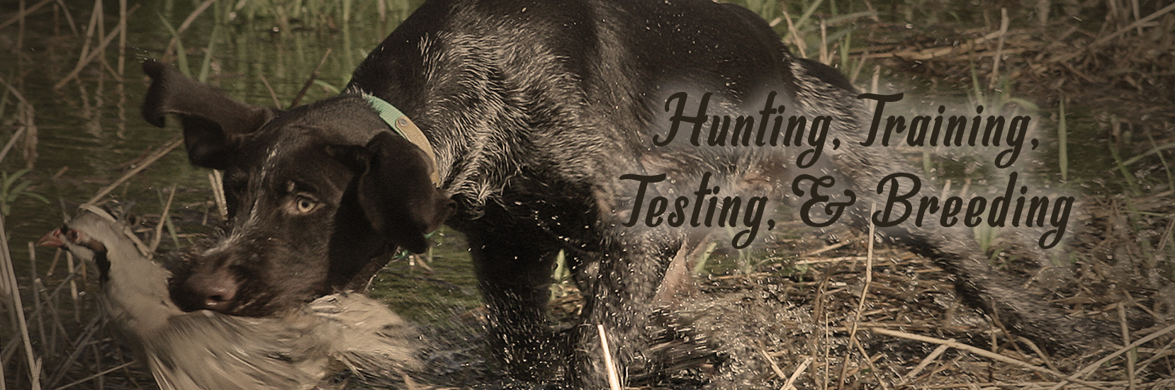 Hunting, Training, Testing, Breeding